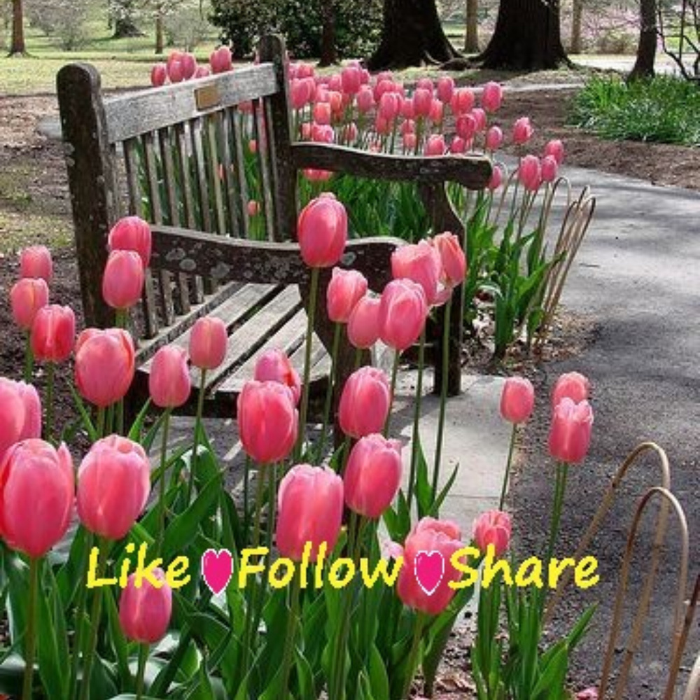 ✨FOLLOW ME #2 Growing 2gether